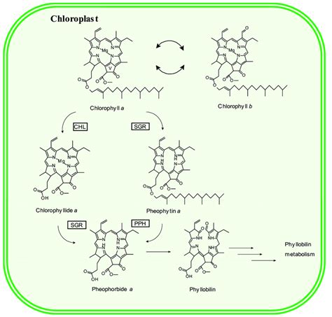 lv yin yu|Chlorophyllase (PsCLH1) and light.